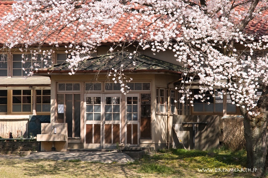 下里分校の桜