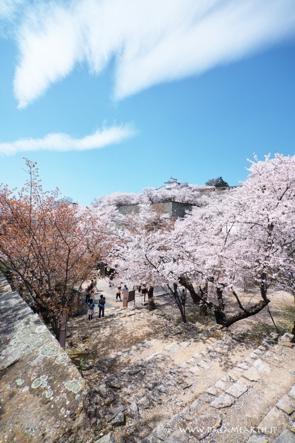 鶴山公園（津山城址）の桜