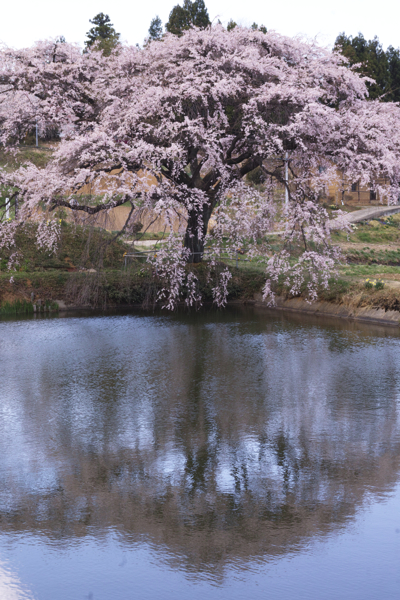 芳水の桜