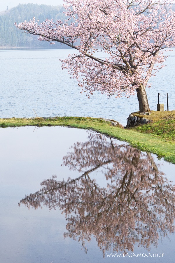 青木湖の桜